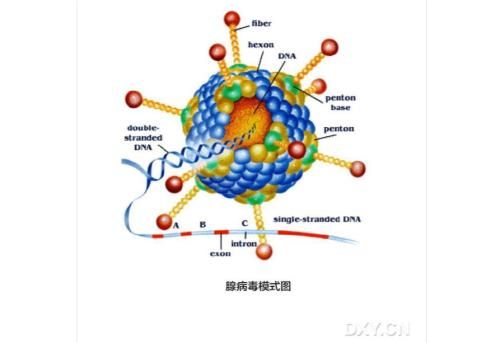 人腺病毒呼吸道感染预防控制技术指南 (2019年版)（节选）