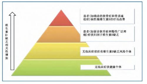 25羟基维生素D3——骨骼健康的指南针