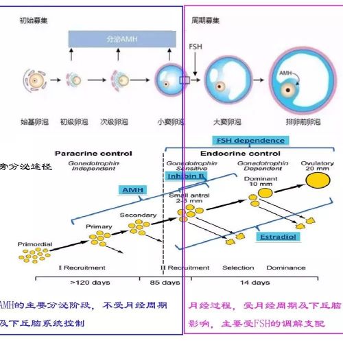 二孩时代的探测器--抗缪勒氏管激素（AMH）的前世今生