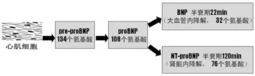 教你分清BNP与NT-proBNP！