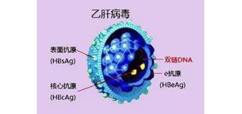 乙肝表面抗原和抗体同时阳性，无外乎这5种原因！