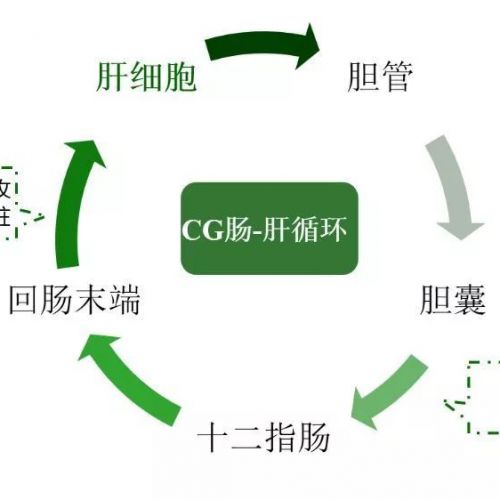 甘胆酸（CG）—评价肝细胞功能及肝胆疾病的敏感指标