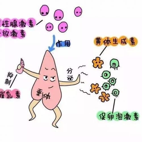 性激素六项，解读报告原来这么简单！
