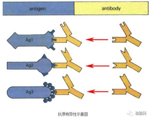 新型冠状病毒IgG抗体阳性案例的启示！