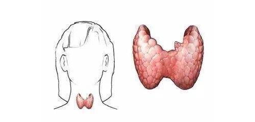 专业！甲状腺疾病介绍及实验室检查建议