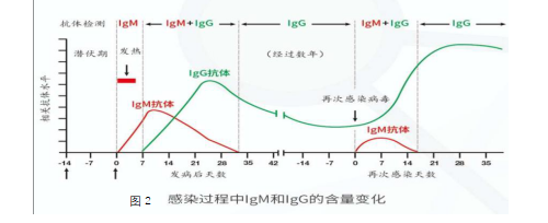 一文读懂新冠抗体检测价值！总抗、IgM/IgG别再傻傻分不清！