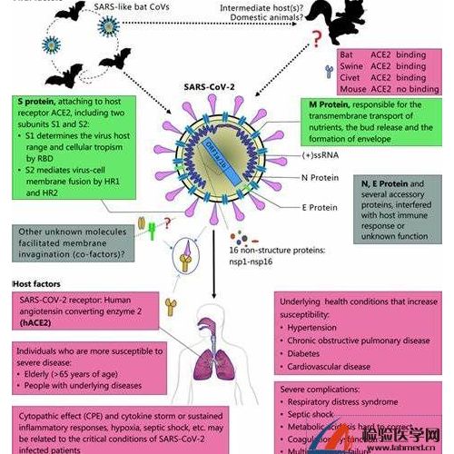 我国科学家开发重组ACE2-Ig抗体中和SARS-CoV-2假病毒