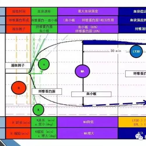 一文读懂：血栓弹力图所有项目参数及临床意义