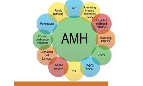 【检验项目】AMH（抗缪勒氏管激素）的八项运用和临床意义