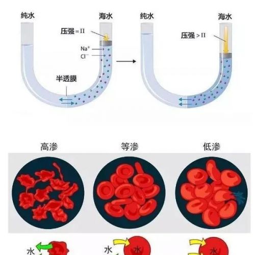 【检验项目】尿液渗透压检测