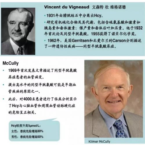 同型半胱氨酸：不要对我熟视无睹