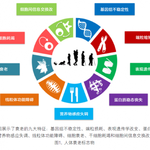 人体衰老的生物标志及特征