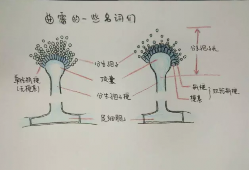 容易被忽视的曲霉病