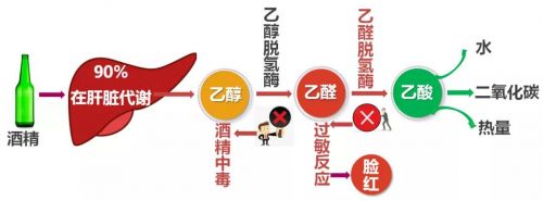 一喝酒就脸红？这叫“亚洲红”