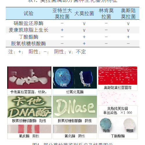 自动化临床微生物检测系统与质谱鉴定结果的差异及鉴别