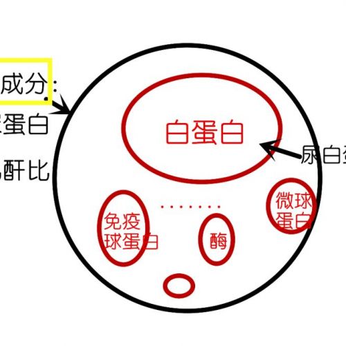 代替 24 小时尿蛋白的化验，ACR 和 PCR 了解一下！