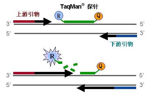 干货分享 | 荧光定量PCR要点解析