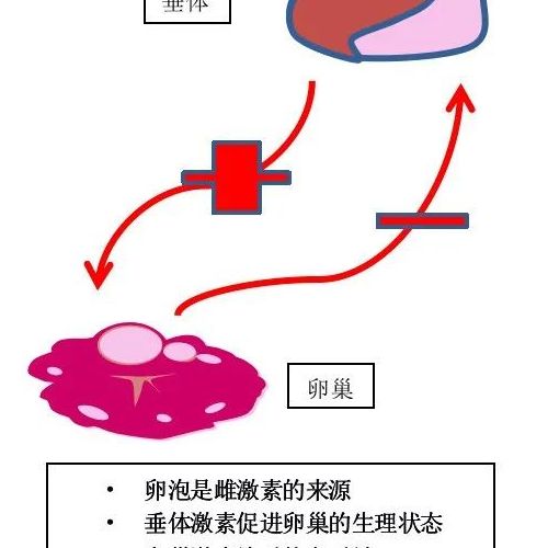 一文读懂性激素6项，附临床病例分析