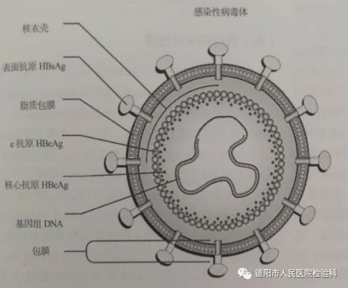 只知道乙肝“两对半”？你就out啦！