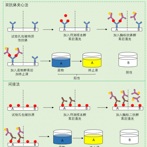 一图搞定 ELISA 试验原理