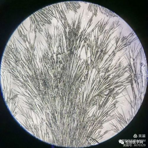 快上车！开启美妙奇幻的药物结晶显微镜之旅！