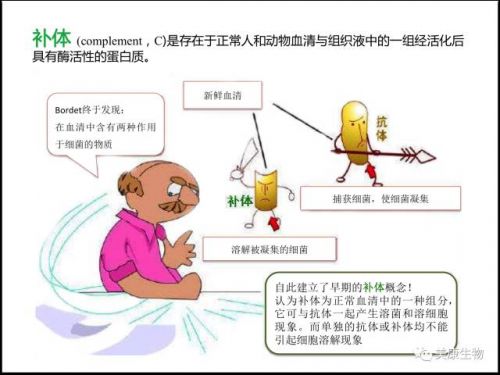 抗体？补体？分不清楚—带你认识补体C1q