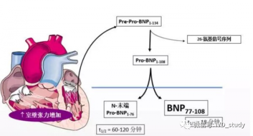 该如何选择？——BNP和NT-proBNP 异同点盘点