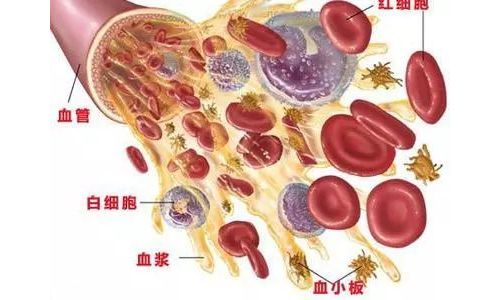简述血小板检测技术
