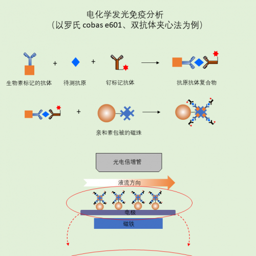一图 get 电化学发光免疫分析