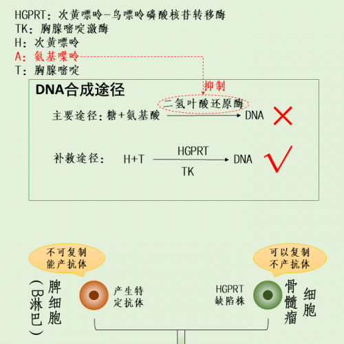 一图 get 杂交瘤技术