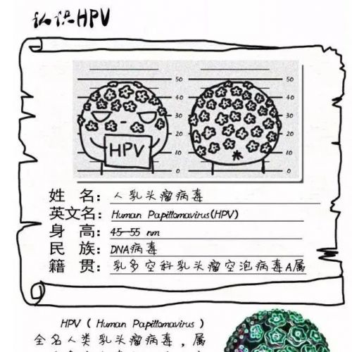 高危型人乳头瘤病毒（HPV）的研究进展