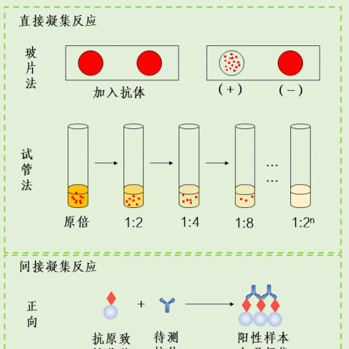 一图 get 凝集反应类型