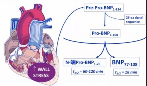 BNP不升高，这种心衰你了解吗