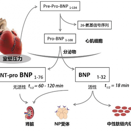 NT-proBNP与BNP的“小秘密”
