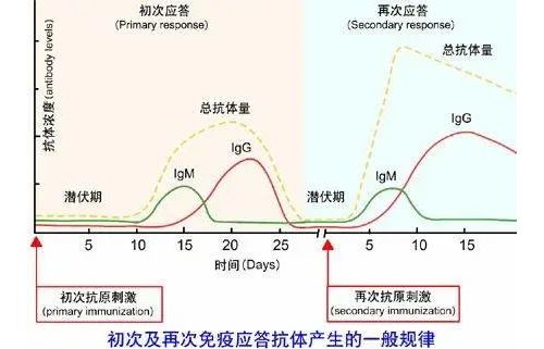 接种新冠疫苗后，多久才能产生抗体？