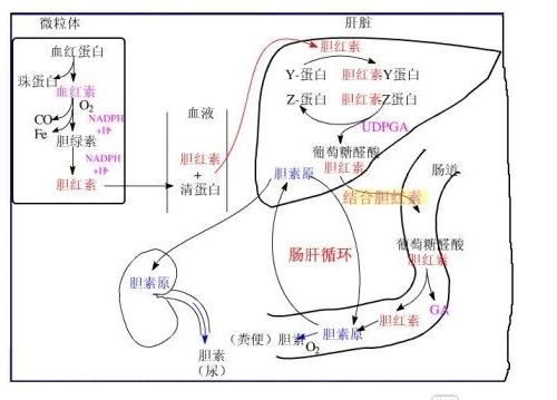 一文教你吃透胆红素及相关指标！