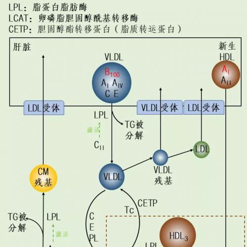 一图 get 脂蛋白代谢