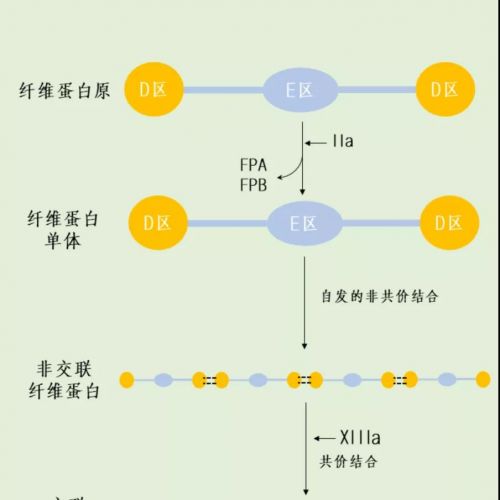 一图 get D-二聚体的产生