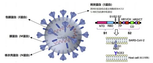 关于新冠疫苗和中和抗体你不明白的那些事