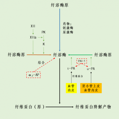 一图 get 纤维蛋白溶解系统