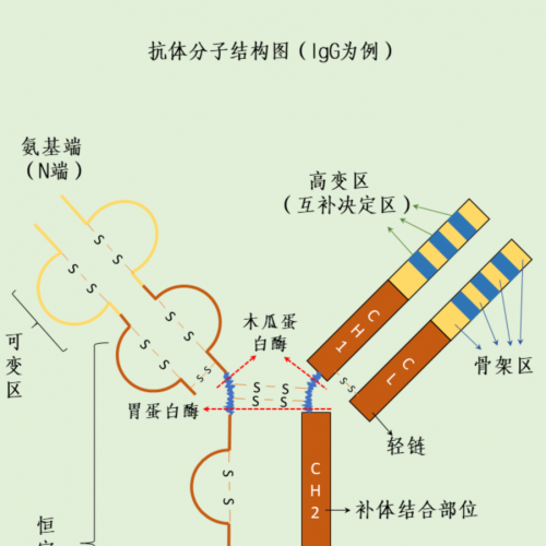 一图 get 抗体结构