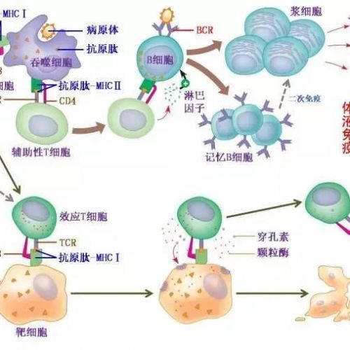 一文读懂免疫球蛋白