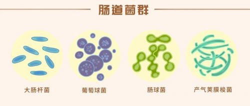 常见的十大厌氧菌全盘点，你了解多少？