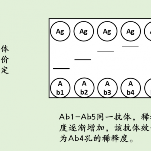 一图 get 双向扩散试验