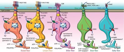 奇怪的知识又增加了：DNA 和 RNA 是什么味道的？