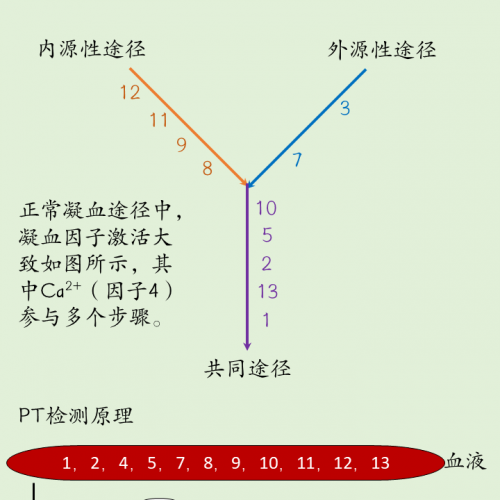一图搞定 PT、APTT 检测