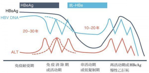 拨丝抽茧-如何看待HBeAg与HBeAb“共生”