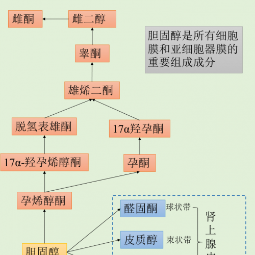 一图 get 胆固醇的作用