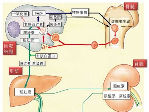 溶血性贫血实验室特点