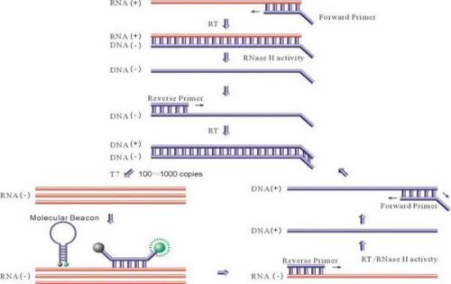 HBV RNA检测技术盘点：RT-qPCR VS RNA捕获探针法